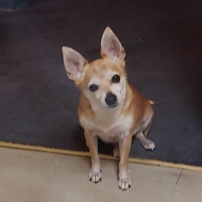 Michelle 🙏🐶👻🚔🚑🚒さんのプロフィール画像