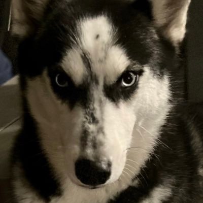 rorythehusky's profile picture. Donate to https://t.co/YG0hgNZnAw
