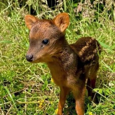 eliana_lizama's profile picture. Amo y Agradezco a La Naturaleza 🍀🕊🙏🏻 Amor a mi Patria 🇨🇱mi familia y yo vamos x KÁISER MI PRESIDENTE 🕊️💝 🇨🇱