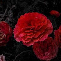 Labnan Khan (@labnankhan99) 's Twitter Profile