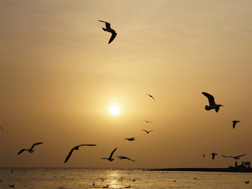 lyco77's profile picture. *Dentist*
*Galexy-S* *I-Pad*
*Bicycle* *Welcome*