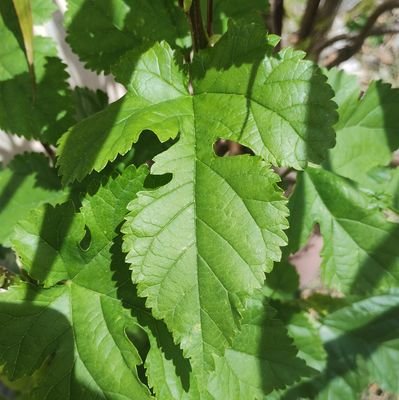 Una vida de vorágine, agradecida a la vida por mis 3 soles mayores y una flor de mi sol que ilumina mi camino. Activa de mente. Elevando conciencias