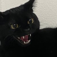 🦉 (@drexavelle) 's Twitter Profile
