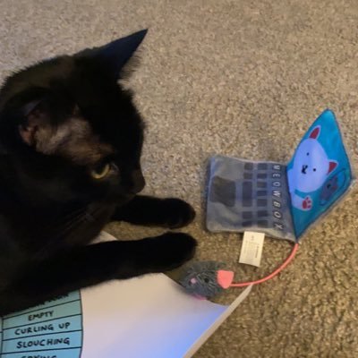 probabilisticat's profile picture. 
