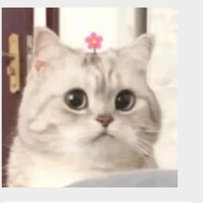 CNKaiai's profile picture. 