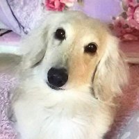 まこと (@sakura_notebook) 's Twitter Profile
