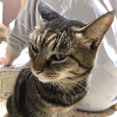 ttssrrii1604's profile picture. 2022年11月13日、岩手県一関市萩荘の自宅から飼い猫のメメが行方不明に。保健所(一関・奥州)、警察署届出済み。写真を撮っていただけると非常に助かります！DM開放しています。※非通知は出ません※ メメの他に4にゃん(完全室内飼い) います🐈普段の呟きもします。
