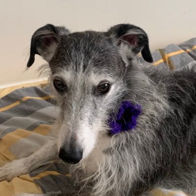 Love my husband & my lovely rescue Lurcher Freddie #AdoptDontShop #rescueismyfavouritebreed Proud @ManCity fan.