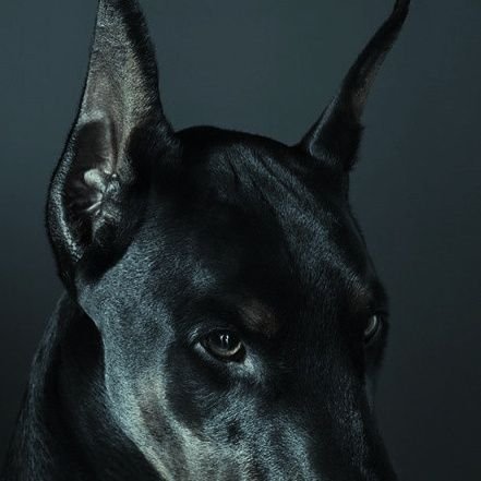Doberman961's profile picture. -