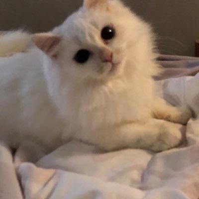 ladydayream's profile picture. 