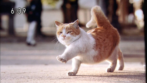 Garter_XX03's profile picture. 元気いっぱいな男の子です☆ アニメ見たり漫画読んだりカードゲームしたり多趣味なヤツ NEETではないぞ！