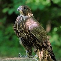 محمد العسيري (@mohhalasiri) 's Twitter Profile