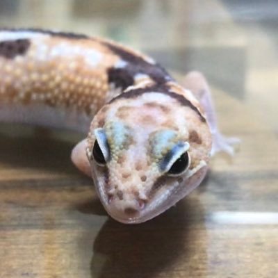 ガーゴイルゲッコー、ニシアフメインで飼ってます。ガーゴイルゲッコー大好きなのでガーゴメインのツイートになります。他にも色々飼ってるのでちらほら投稿していこうかと。ただの趣味アカです。無言フォロー失礼します🙇‍♂️