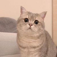Butter🫶🏻🧈 (@cisaychu) 's Twitter Profile