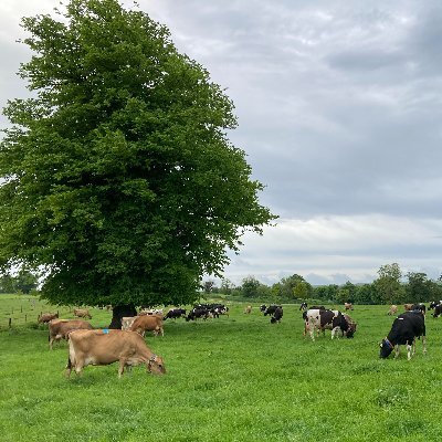 @PASTURE_NUE is an @agriculture_ie funded project lead by @Teagasc MPK in collaboration with @Teagasc JC, @ucc and @ucdagfood. Page curated by @Mike_Dineen_