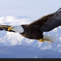 Deglobalize (@deglobalizer) 's Twitter Profile