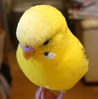 tomsukeft2's profile picture. インコのぴぴ♂9歳を飼ってます🐤藤ヶ谷寄りのキスマイG担☆遠目から見てるヘタレかなりの大人ヲタ…
kis-my-ft2のコンサート、自担舞台が近づくと頻繁につぶやきます😘
基本無口です🤐
KinKiさんは殿堂入り👑
俳優部門は竹内涼真くん✨