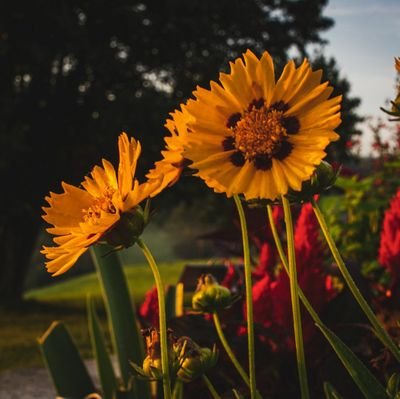 JCHWV11's profile picture. 