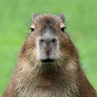 69capybara420(@69capybara4201) 's Twitter Profile Photo