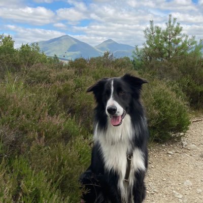 lindsayw1975's profile picture. Operations Manager, Scottish Graduate School for Arts & Humanities @ University of Glasgow. Mum to a Border Collie. Views and posts my own.