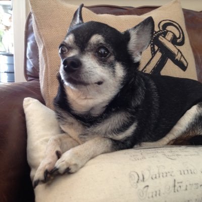 tiki2fan's profile picture. Regal.