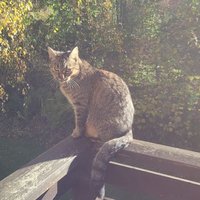 JMC (@mausechef) 's Twitter Profile