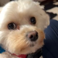 David E (@dechdotdev) 's Twitter Profile