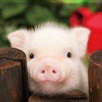 Pig's Planet(@PigsPlanet) 's Twitter Profile Photo