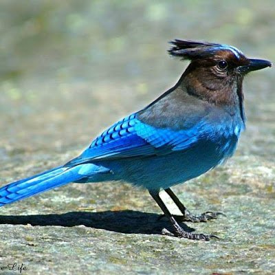 bluebirds4060 Profile Picture