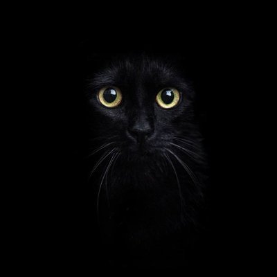 amirrakee's profile picture. 