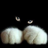 American Woman (@liberal_lady5) 's Twitter Profile