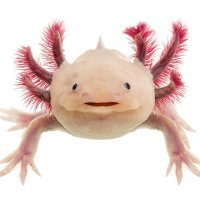 land of axolotl(@landofaxolotl) 's Twitter Profile Photo