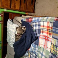 LooTGoblin (@ttvlootgoblin) 's Twitter Profile