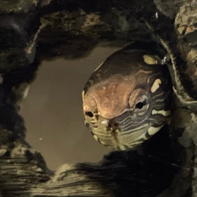 frog85g's profile picture. Switch: 5818-7331-9891