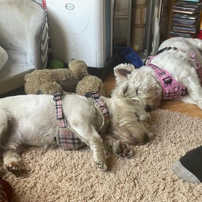 We are Haggis and Jelly, wonderful Westies! We live in London with our family.