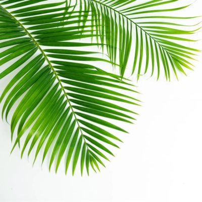 tropicalwi Profile Picture