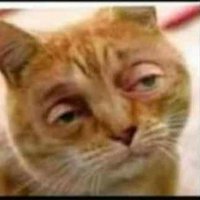 Felix Murishow (@murishowf) 's Twitter Profile