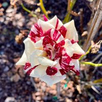 Pity (@pityblanc) 's Twitter Profile Photo