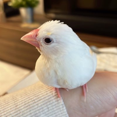 🐣2022年10月｜文鳥さんのお迎えは初🔰🐦｜もちすけをお迎え出来て幸せいっぱい💕｜飼育情報収集｜飼い主はただの会社員｜鳥アカウント｜無言フォロー失礼します。