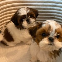 LillyBuddy (@lilly_buddy) 's Twitter Profile