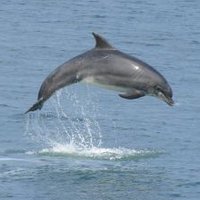 Cardigan Bay SAC (@cardiganbaysac) 's Twitter Profile