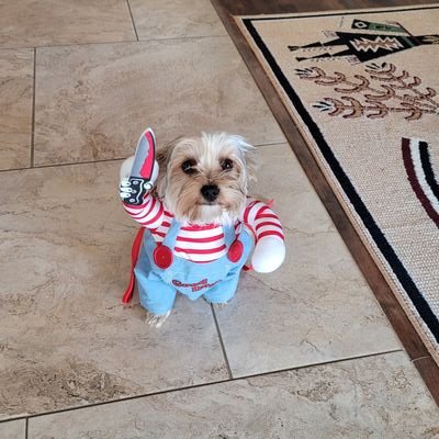 JeffWat27965562's profile picture. liberal,never trumper,animal lover..yorkie dad..runner..k.c chief fan.💙💙💙💙💙🏃‍♂️🏃‍♀️✌️🐶🌊https://t.co/tBa8OSC6KK.. NO Crypto