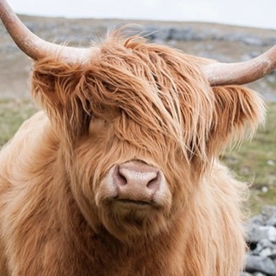 Everyth81640361's profile picture. 