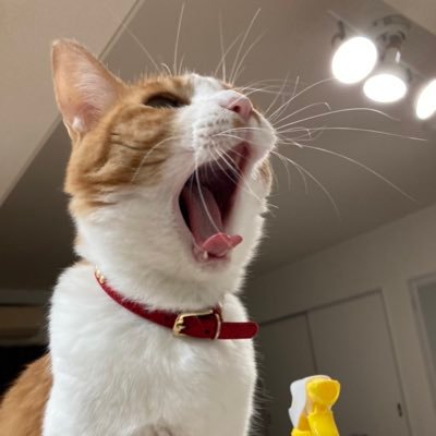 メイという猫さんのプロフィール画像