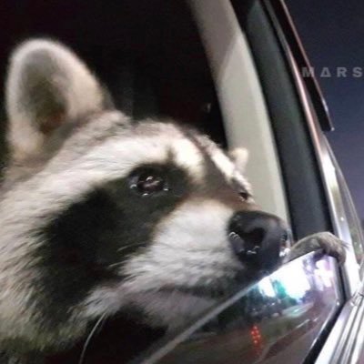 PotentPear's profile picture. 