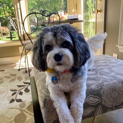 justinawhiteley's profile picture. 