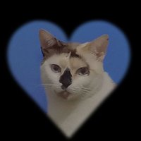 β‘πΈππ β‘ (@m_phantomhive_) 's Twitter Profile