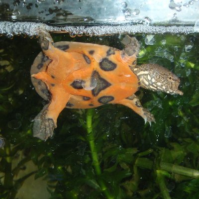 makibi37's profile picture. 