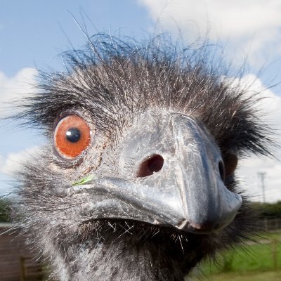 ContraryEmu's profile picture. 