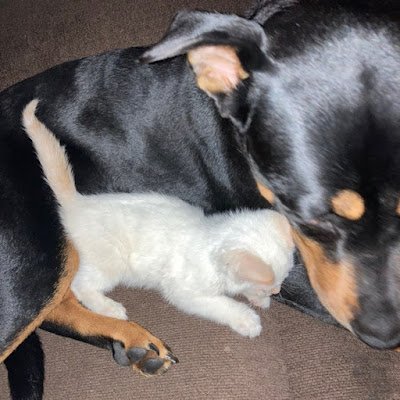 Ogcantdie's profile picture. 